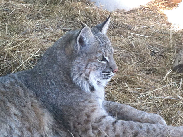 Bobcat Tizzy