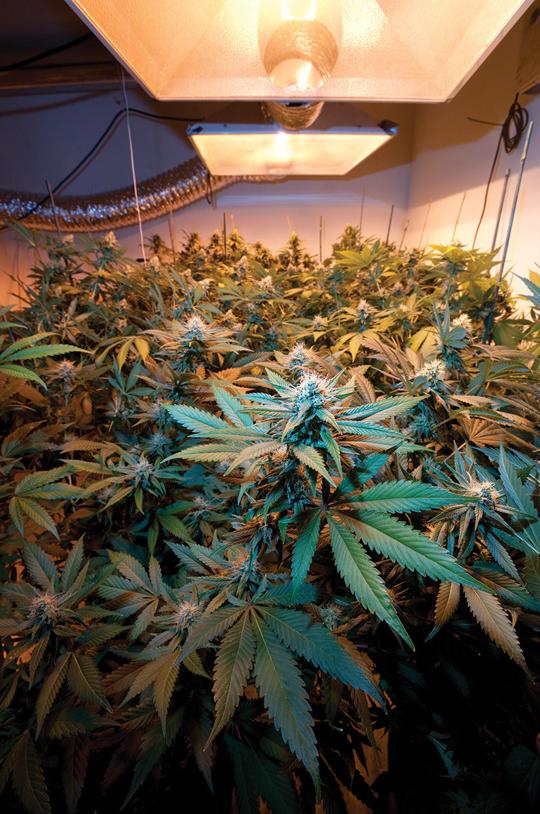marijuana plants under grow light
